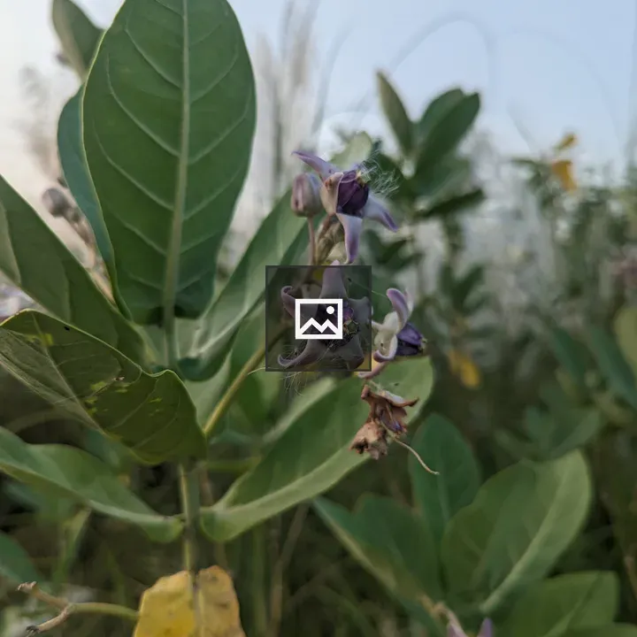 Close-up Plant with Purple Flowers