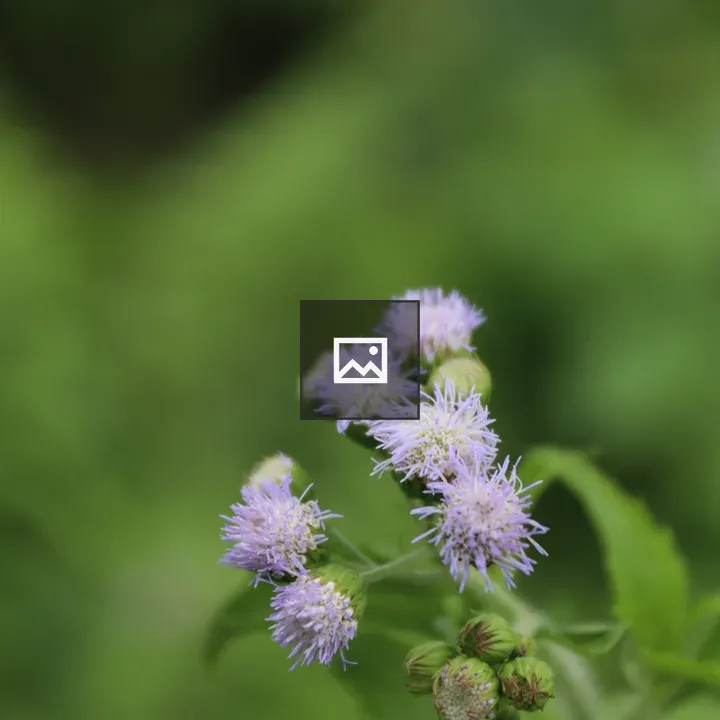 Grass Flower Close-Up