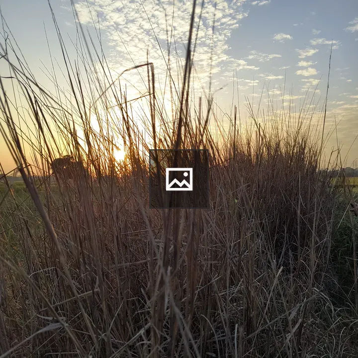 Sunset through tall grasses