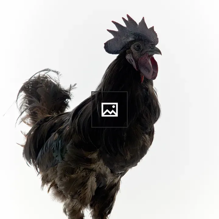 Mogu the Ogye Chicken Portrait