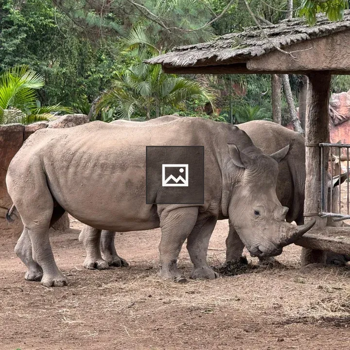 Rhinoceroses in Green Habitat