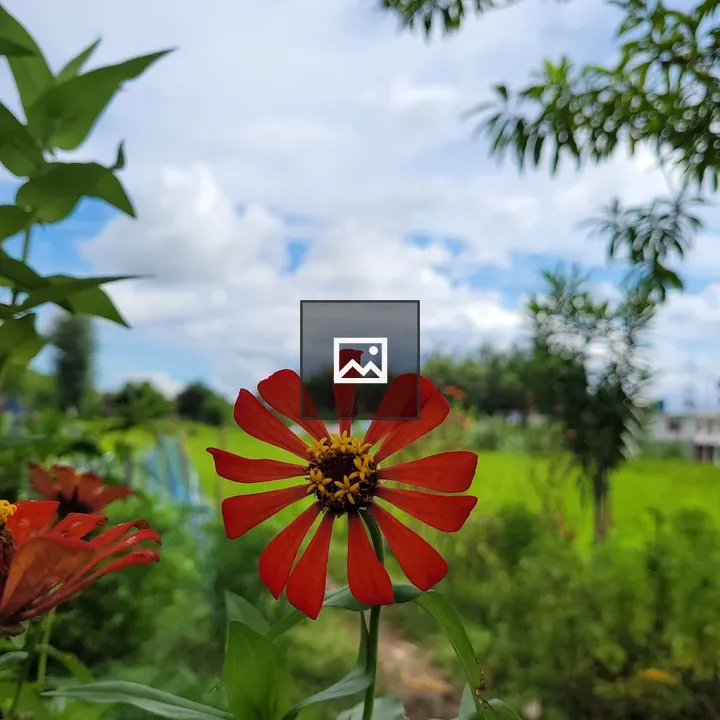 Orange Flower and Paddy Field