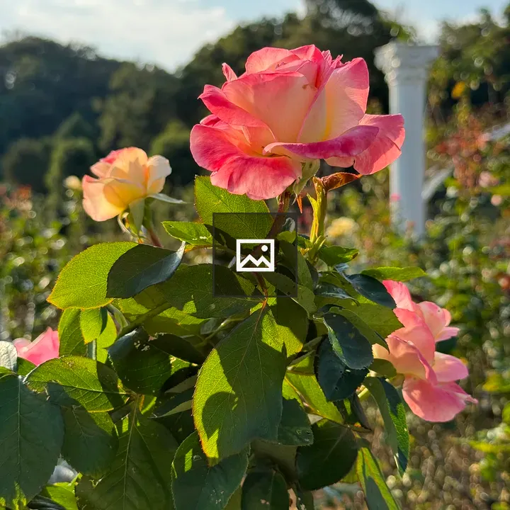 Pink and yellow roses close-up