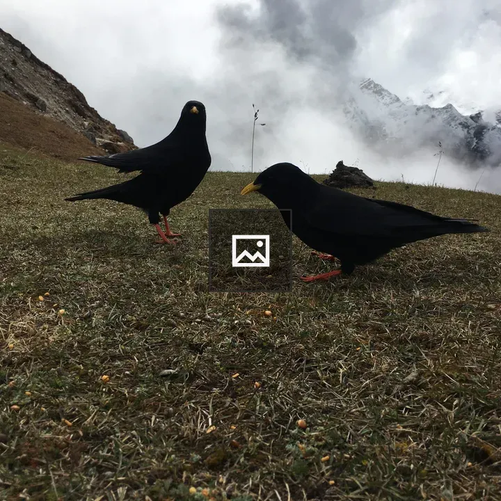 Two black birds with yellow beaks