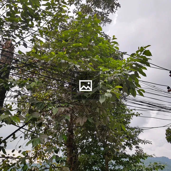 Tree with green leaves and wires