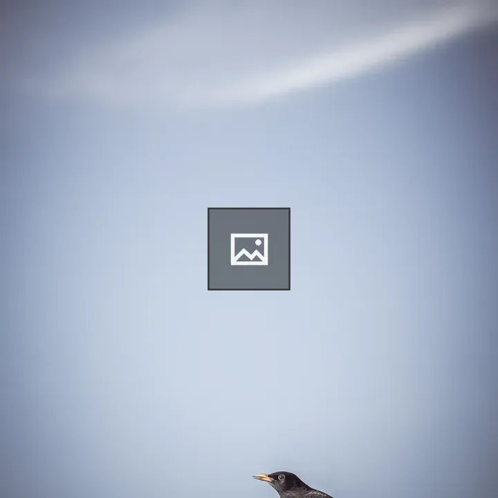 Blackbird against sky