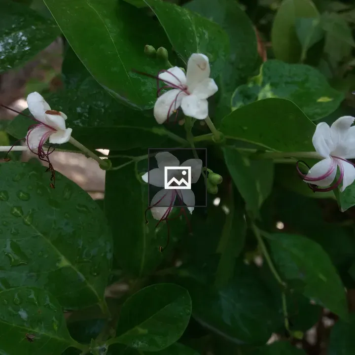 White tiny flowers