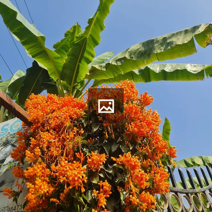 Orange flower foreground with banana leaves