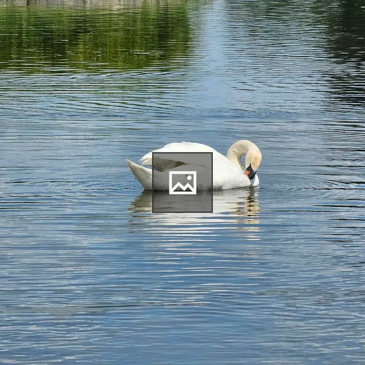 White swan on calm water