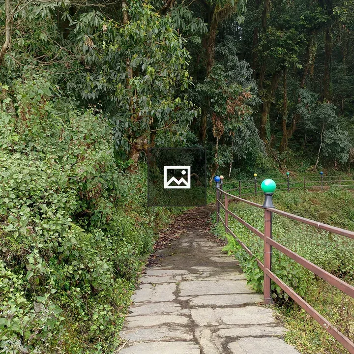 Narrow stone walkway through forest