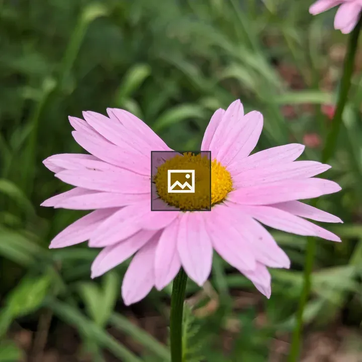 Pink circular daisy flower