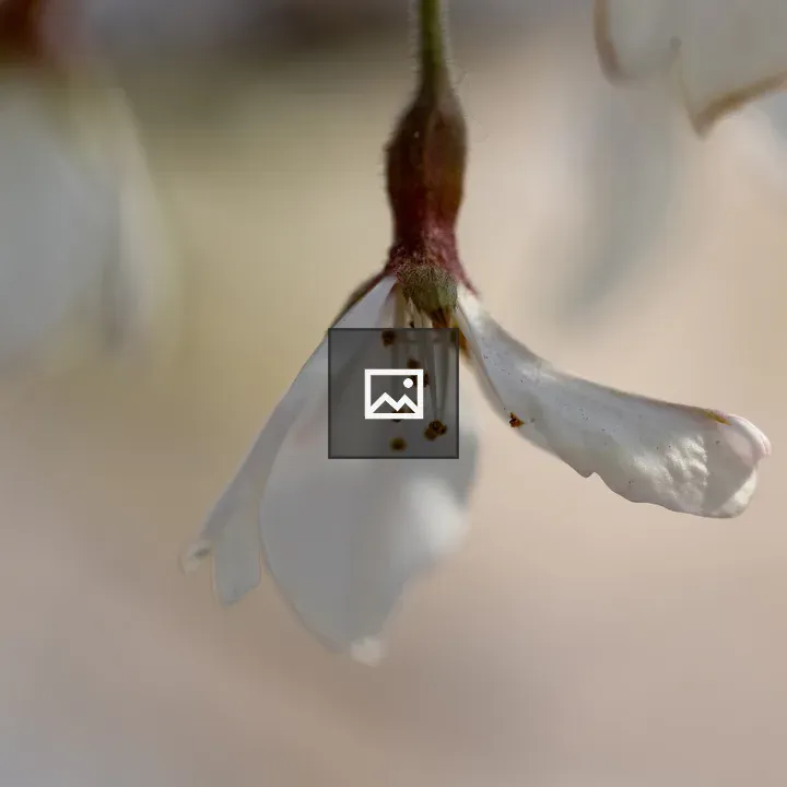 Cherry Blossom Macro