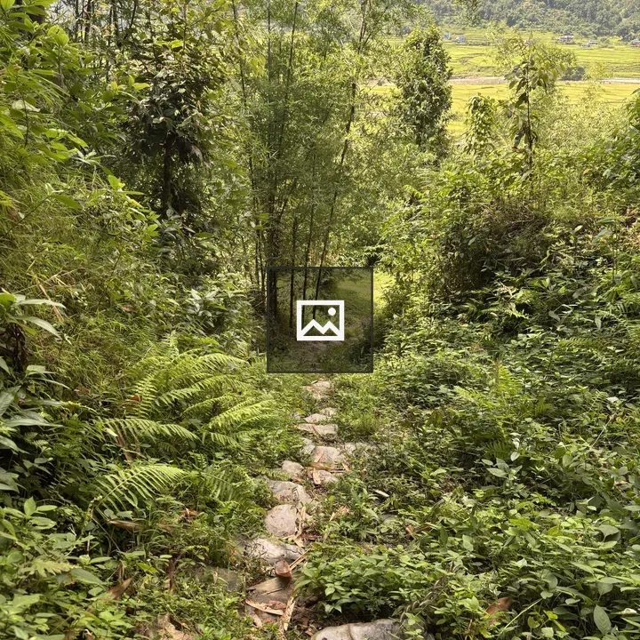 Winding stone path through greenery