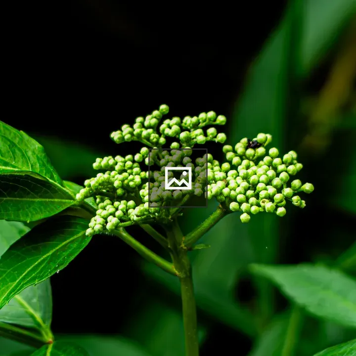 Cluster of green buds among leaves