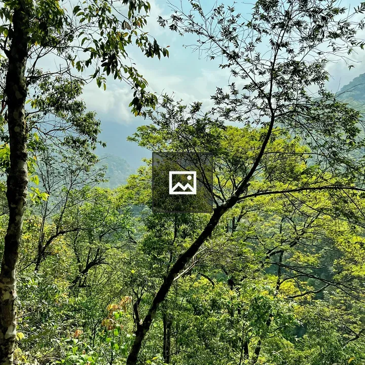 Nature image with forest brush