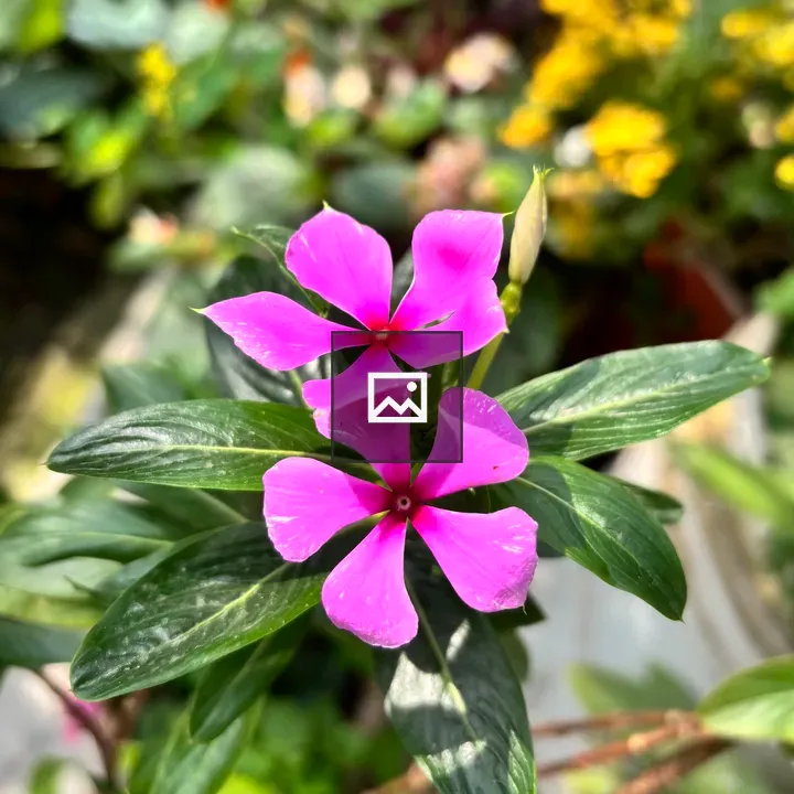 Close-up Pink Periwinkle Flowers