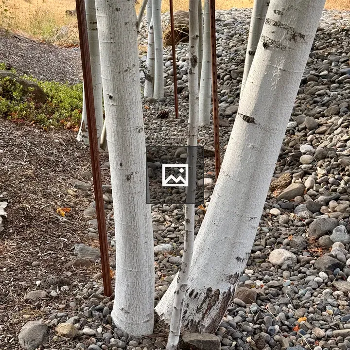 Cluster of white tree trunks
