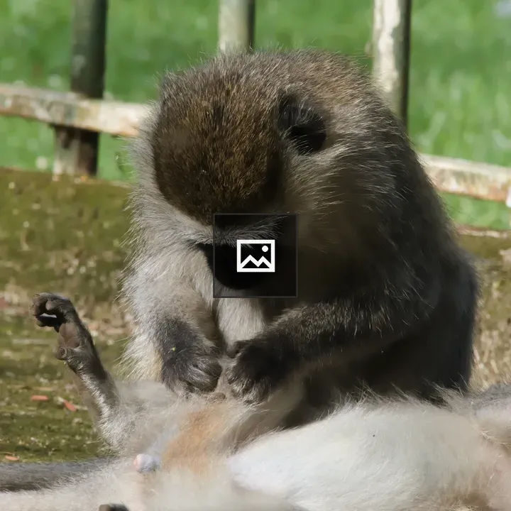 Nursing monkey from Uganda