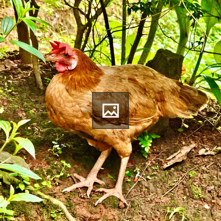 Hen Standing Under Bushes