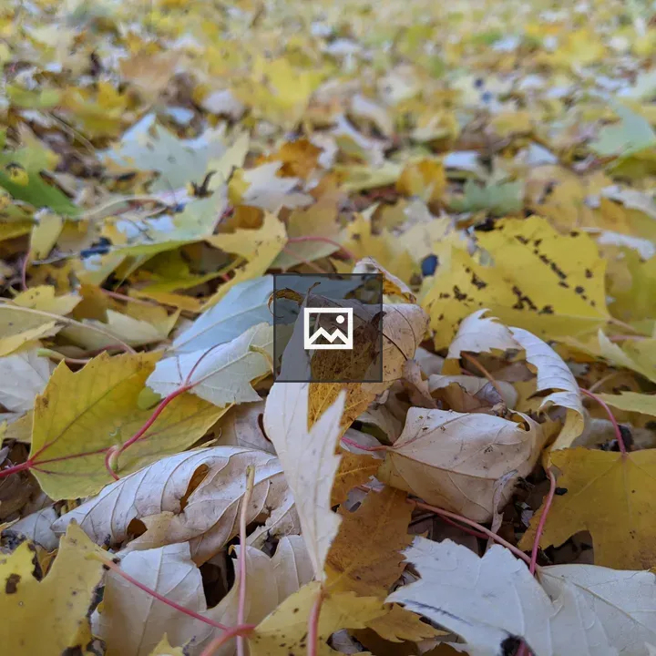 Autumn leaves on the ground