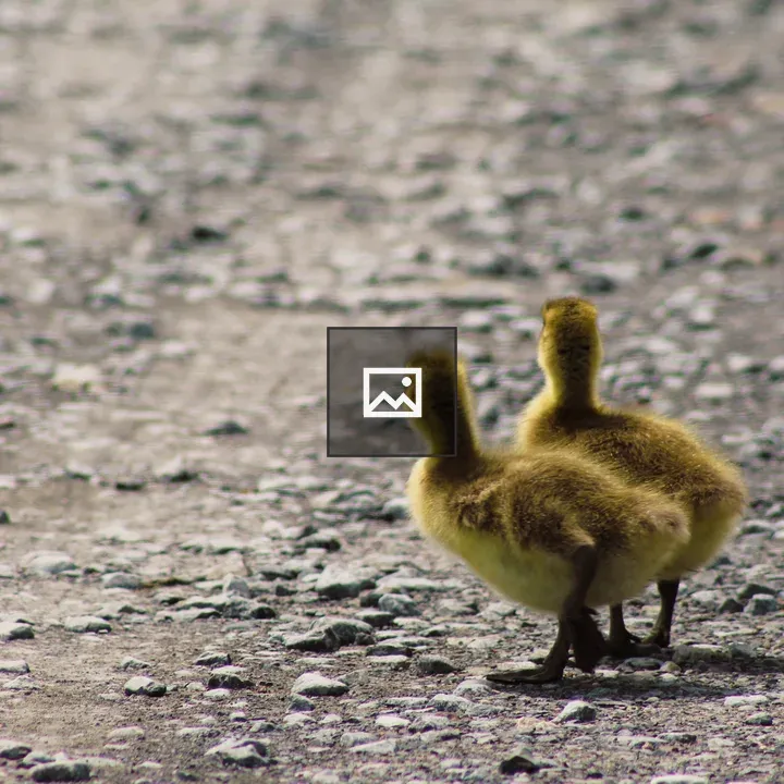 Canada Geese Goslings