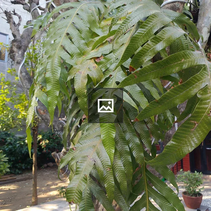 Close-up Leaves of Tropical Plant