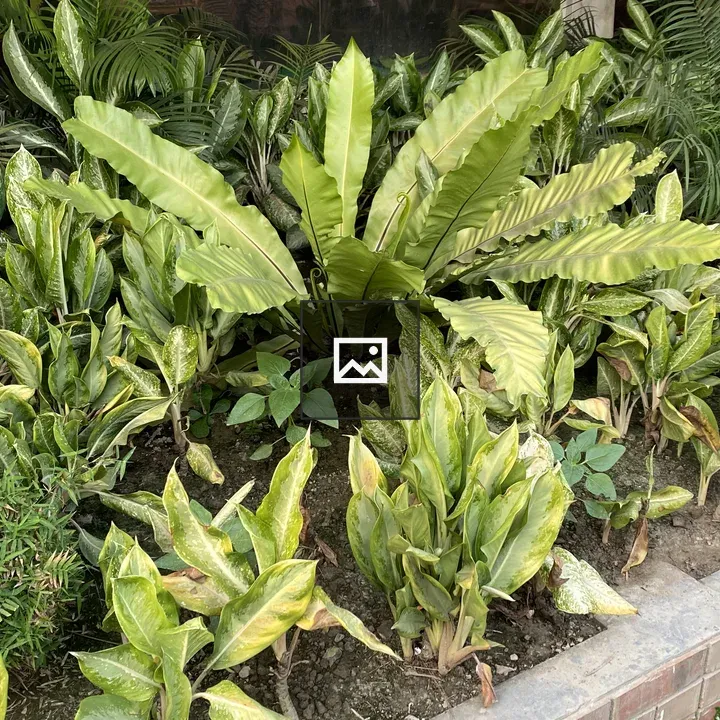 Garden Bed with Green Foliage
