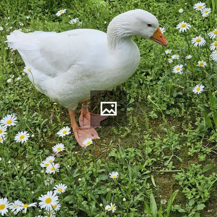 White goose in a field of daisies