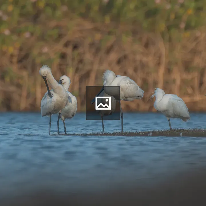 Water Birds: Eurasian Spoonbills