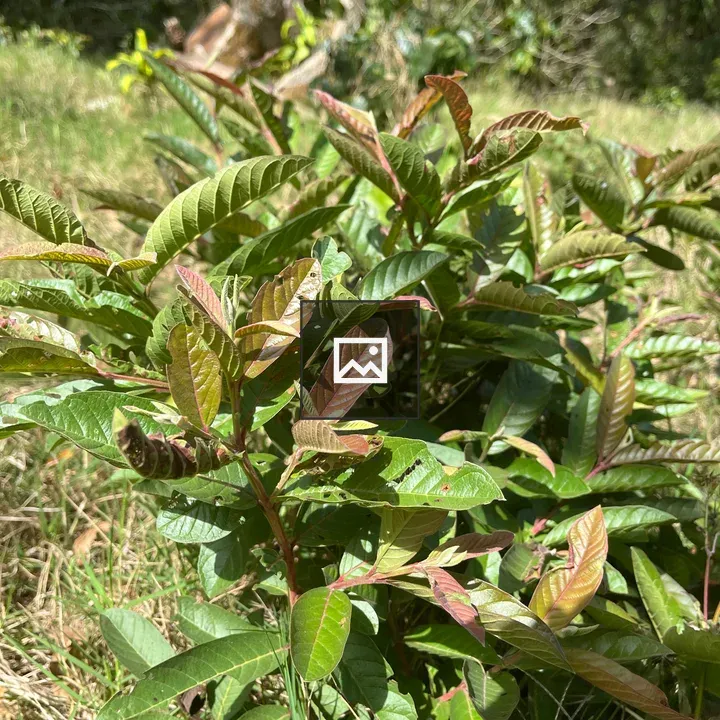 Close-up of green bush with red-tipped growth