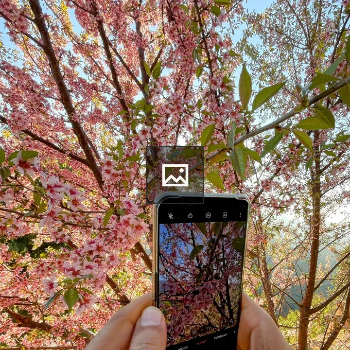 Close-up of cherry blossom photo scene