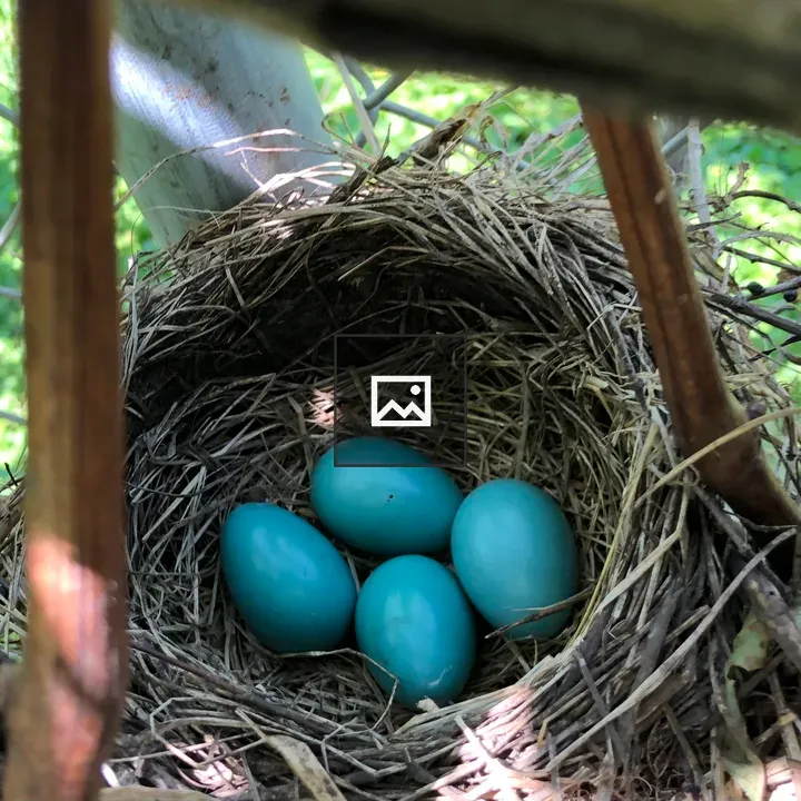 Robin's Nest Among Grapevines