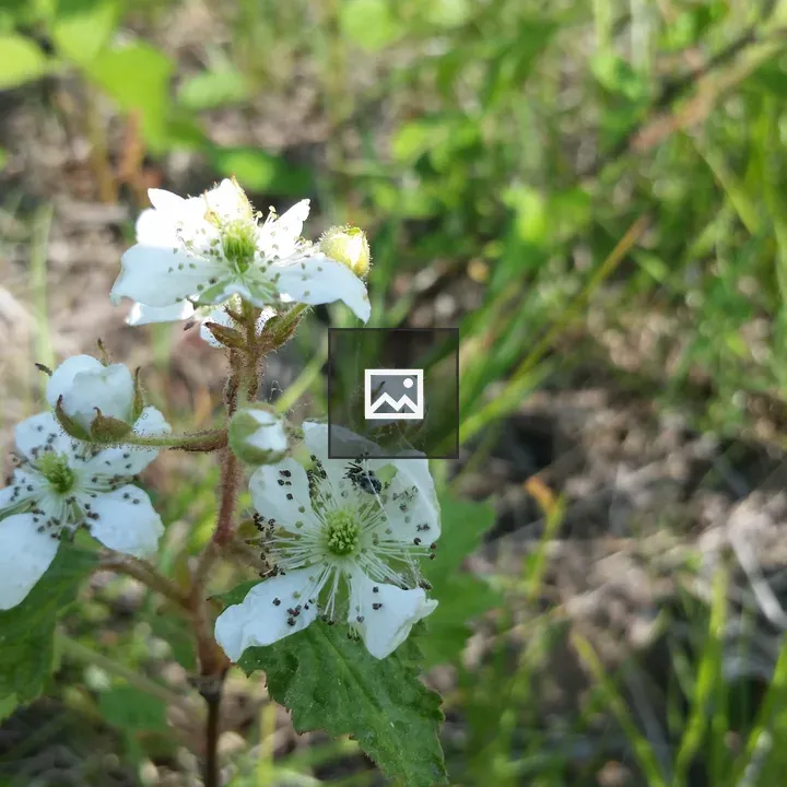 Blackberry blossoms with spider web