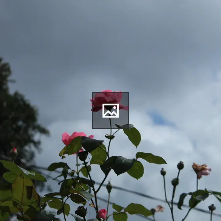 Tall pink rose in foreground