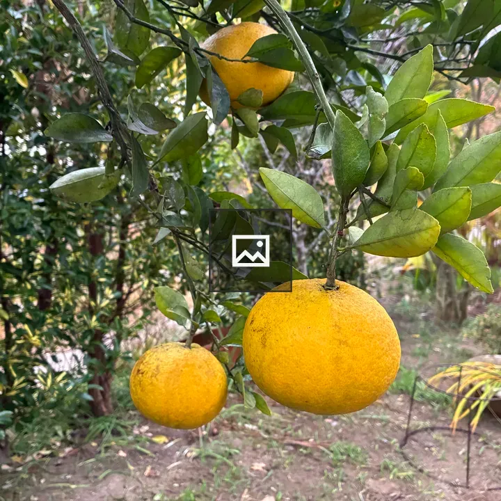 Close-up Citrus Branch