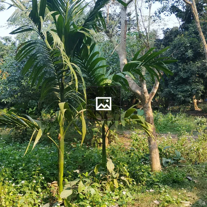 Lush Green Landscape with Trees