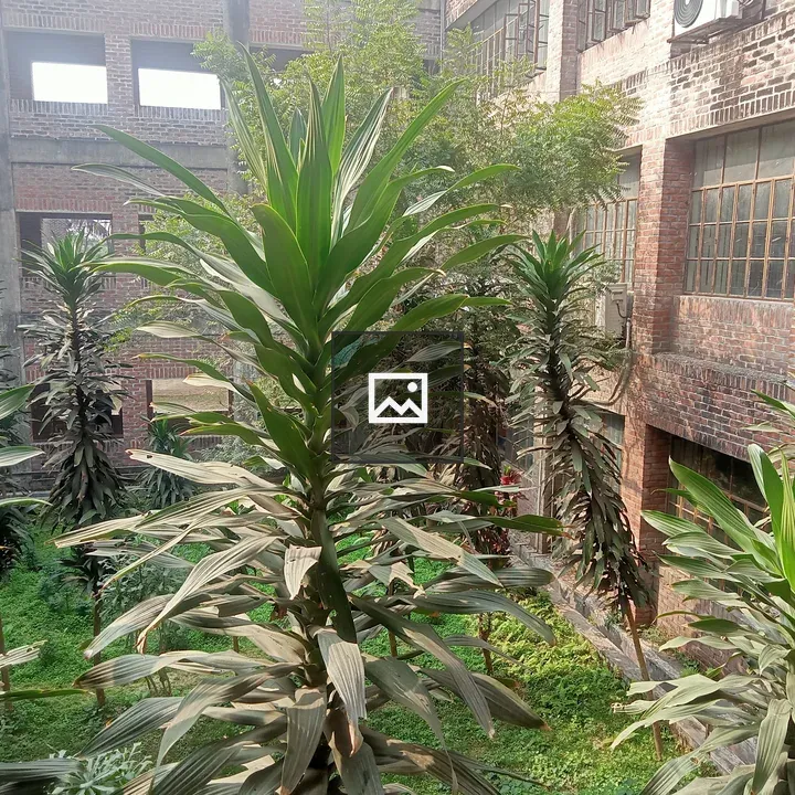 Small garden with herbs and shrubs