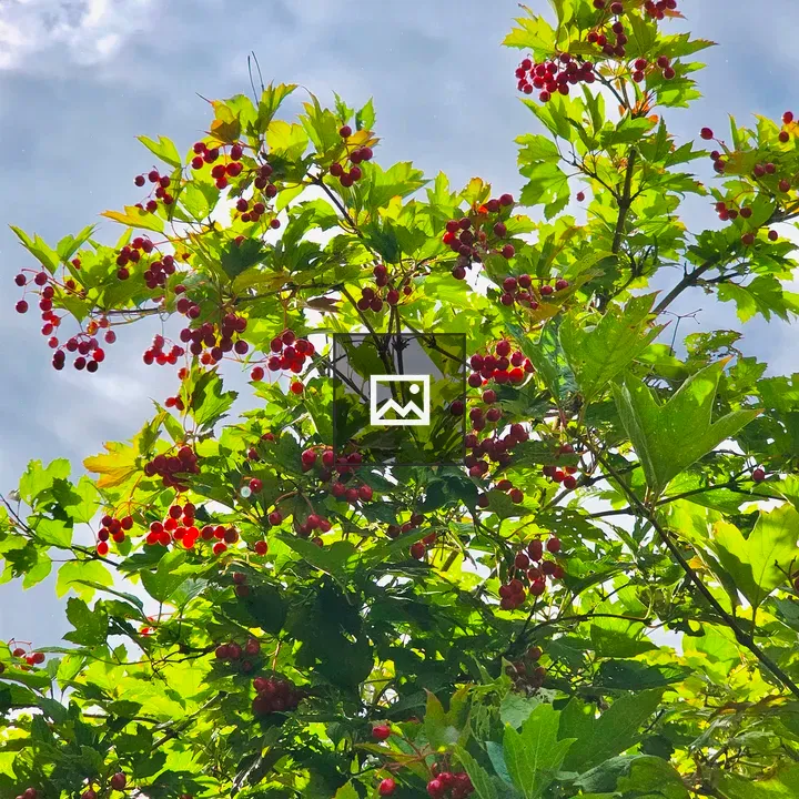 Red berries on a cloudy day