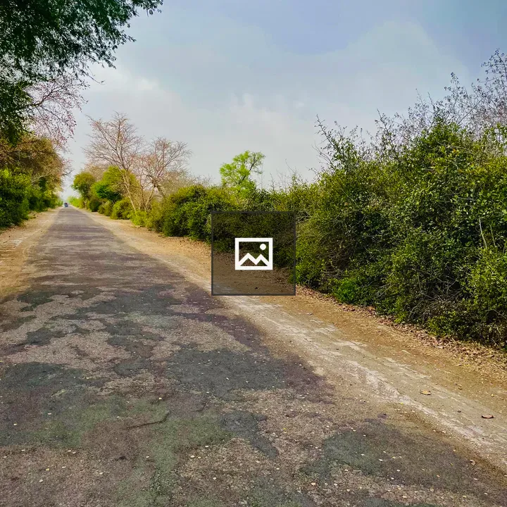 Road through Keoladeo National Park