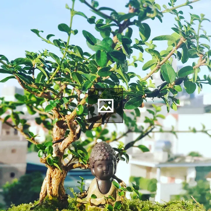A peaceful corner bonsai