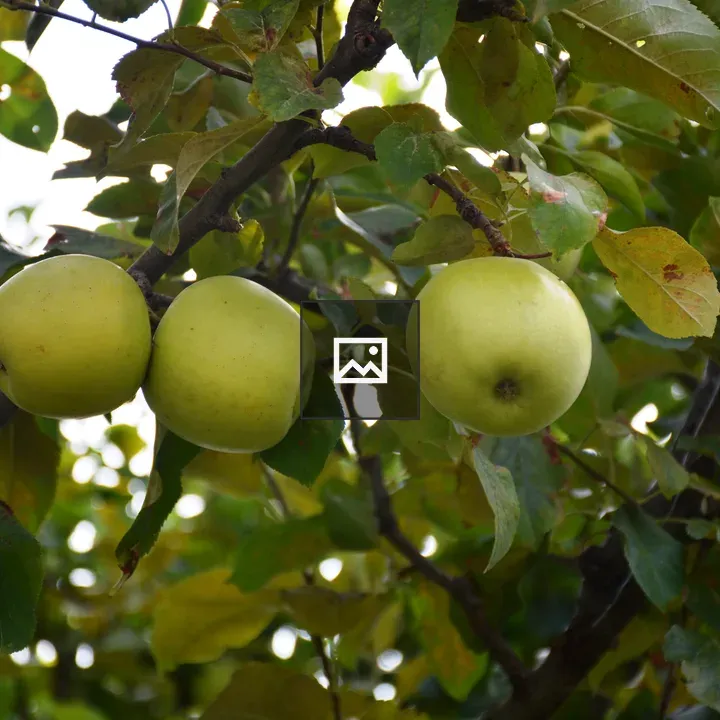 Three Verdant Apples on Branch
