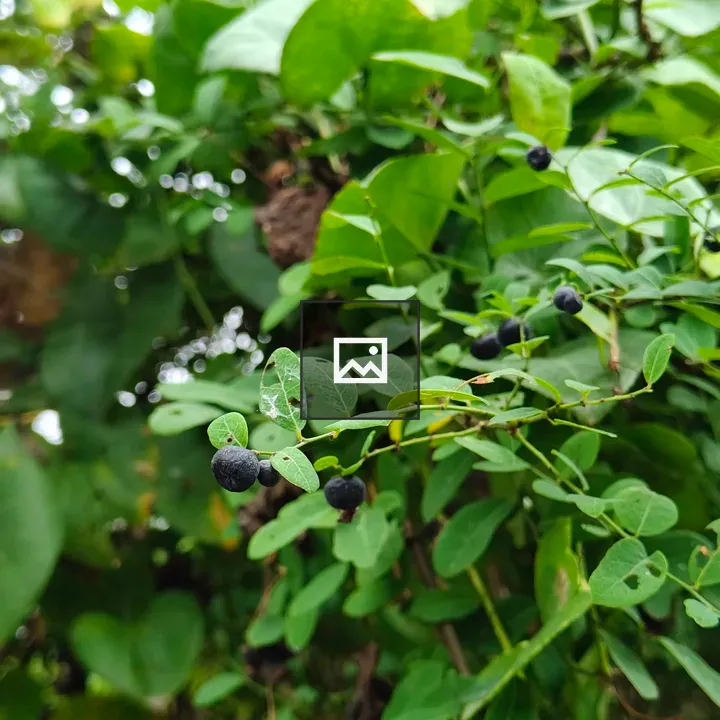 Close-up of green foliage with dark berries