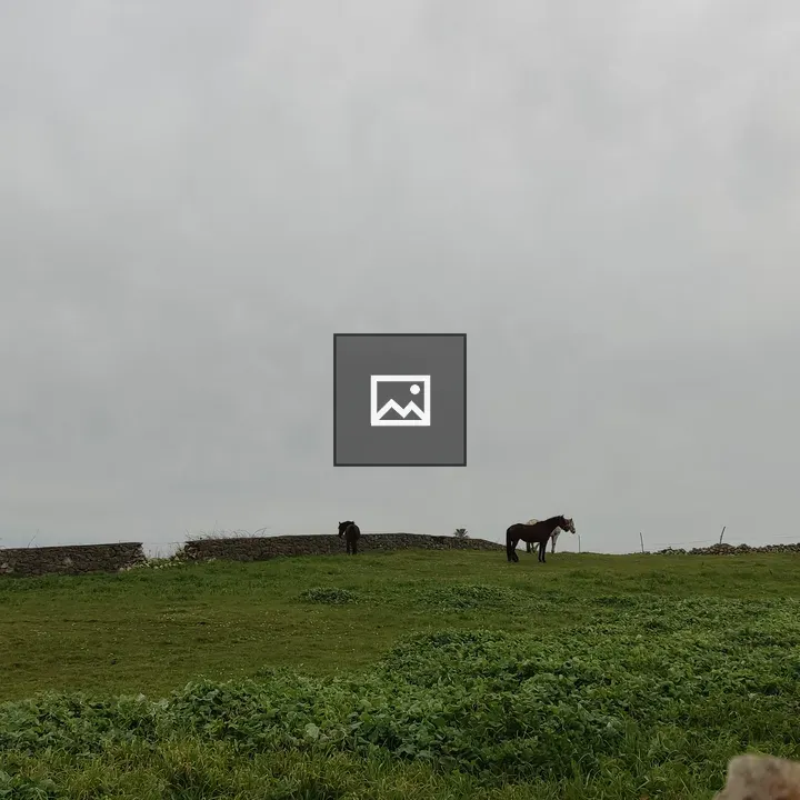 Horses in a Green Field