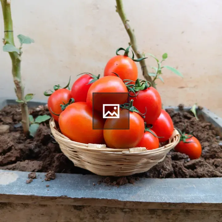 Basket of ripe tomatoes on ledge