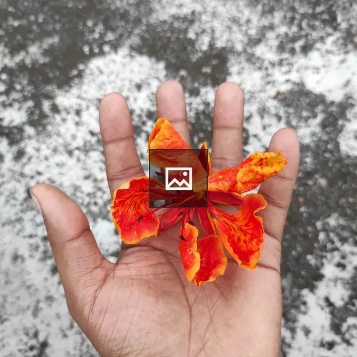 Royal Poinciana Flower in Hand