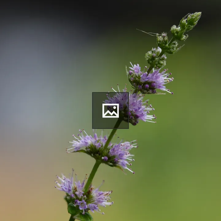 Purple flower spike close-up