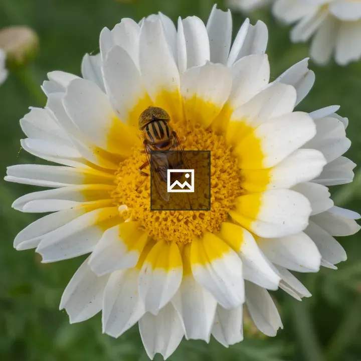 White Daisy with Bee