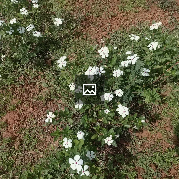 Small white flowers on green bushes