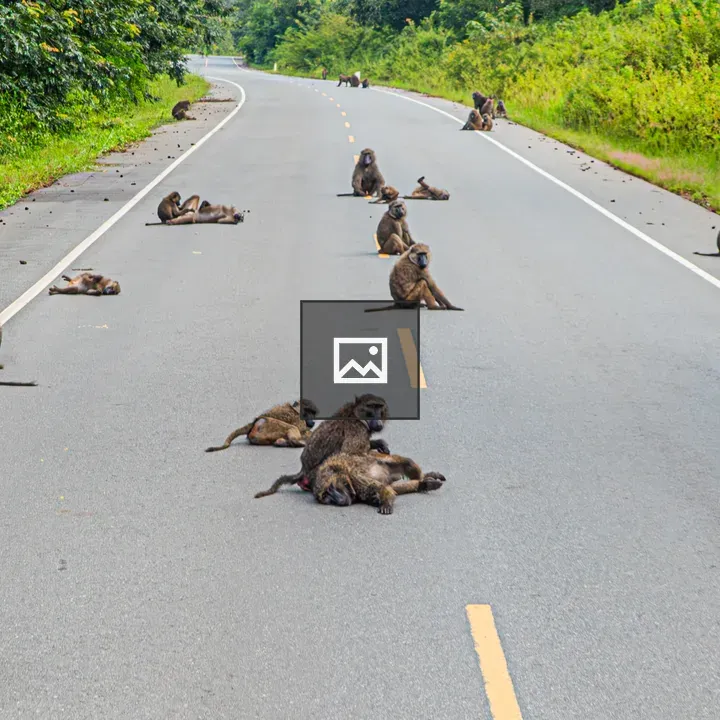 Baboons on a Green Road
