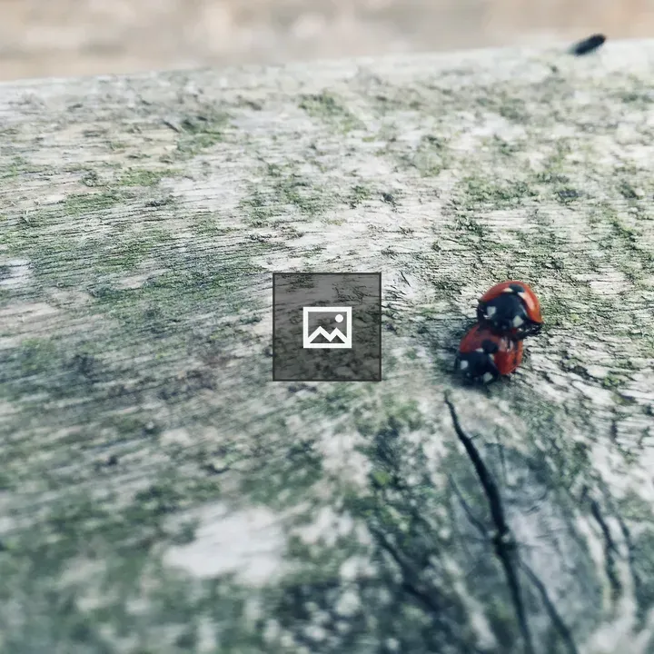 Two ladybirds on each other